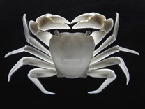 白色天然多功能塑料铰接式螃蟹(Pachygrapsus crassipes)