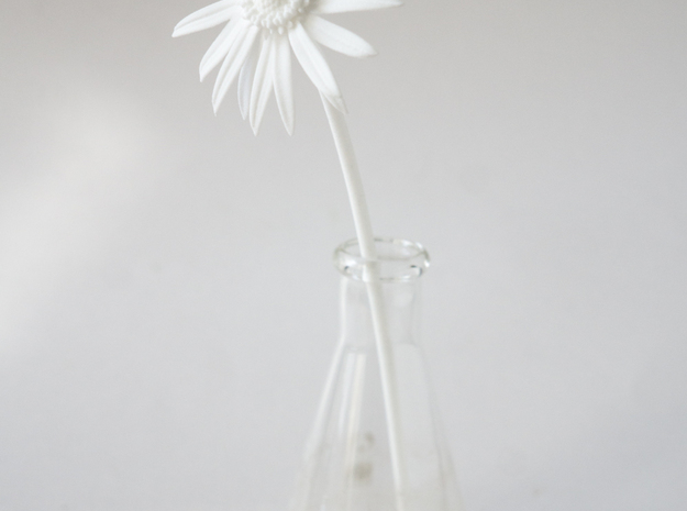 Picked Daisy 1 in White Natural Versatile Plastic