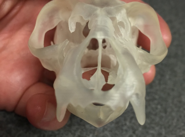 Lemur Skull in Smooth Fine Detail Plastic