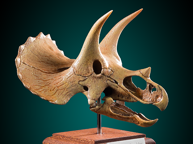 Triceratops skull - dinosaur model in White Natural Versatile Plastic: 1:20