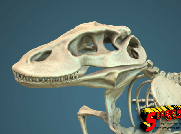 Komodo Craneus and Neck Skeleton 1:5 Scale