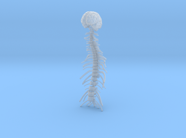 1/18 Brain and Spine in Smoothest Fine Detail Plastic