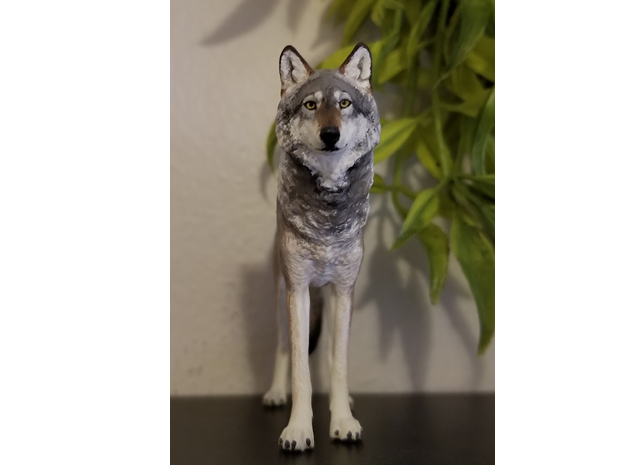 North American Gray Wolf in White Processed Versatile Plastic