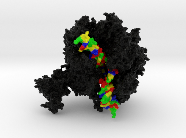 RNA Polymerase II in Natural Full Color Sandstone