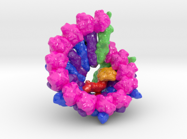 Human γ-Tubulin Ring Complex (γ-TuRC) (Large) in Glossy Full Color Sandstone