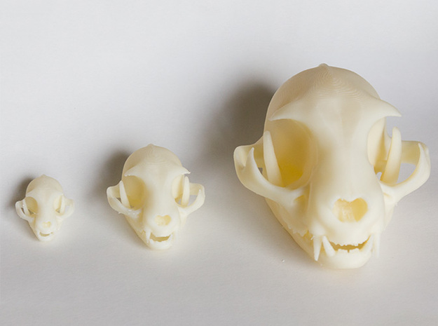 Mid-Sized Cat Skull Sculpture in White Natural Versatile Plastic